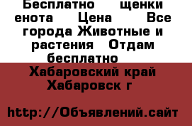 Бесплатно !!! щенки енота!! › Цена ­ 1 - Все города Животные и растения » Отдам бесплатно   . Хабаровский край,Хабаровск г.